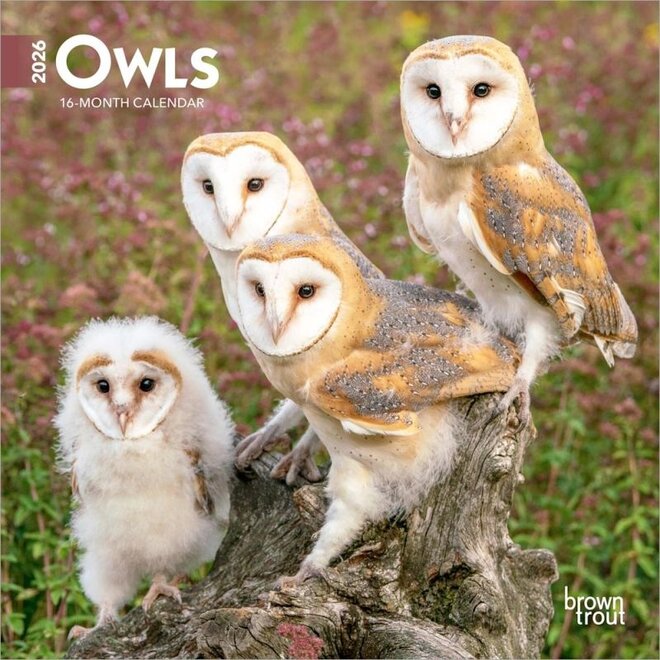 Owls 2026 Mini Wall Calendar