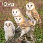 Owls 2026 Mini Wall Calendar