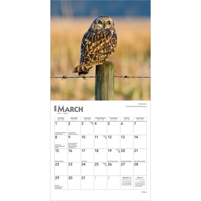 Owls 2026 Mini Wall Calendar