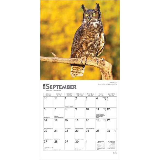 Owls 2026 Mini Wall Calendar