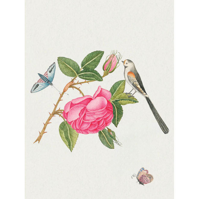 Flowers, Birds, & Butterflies Celebrations Boxed Notecards