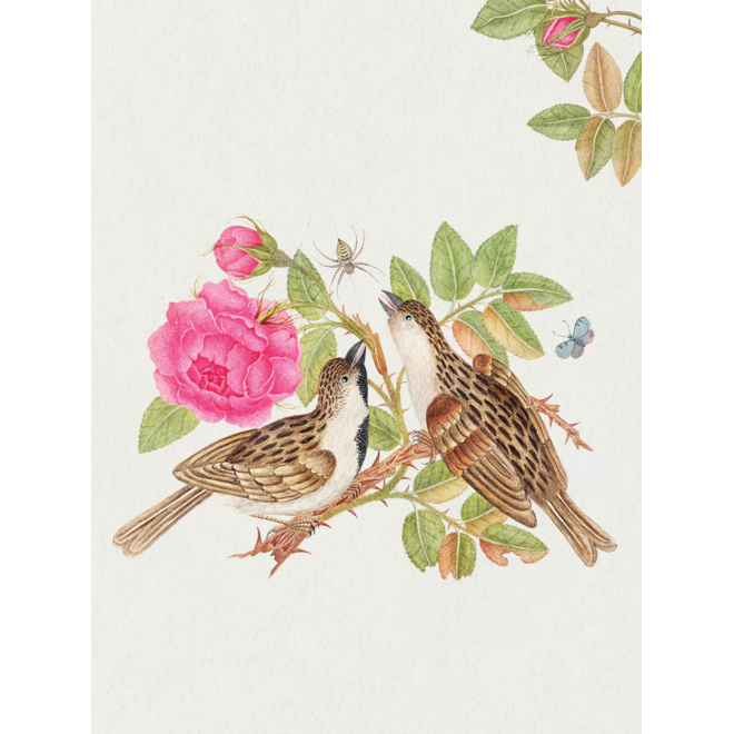 Flowers, Birds, & Butterflies Celebrations Boxed Notecards