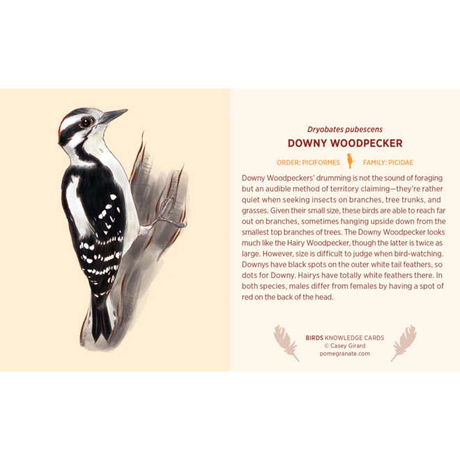 Birds Knowledge Cards