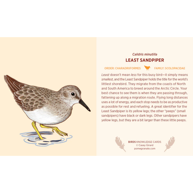 Birds Knowledge Cards