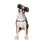 Kingspoint Designs Curious Boxer