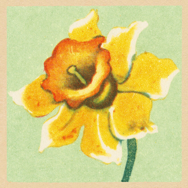 Golden Daffodil Easter Card