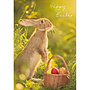 Easter Bunny Greeting Card