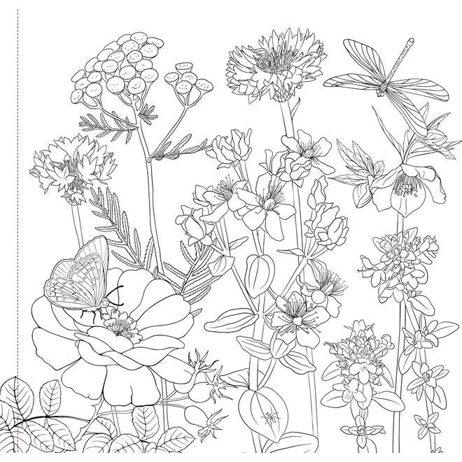 Wildflowers Adult Coloring Book