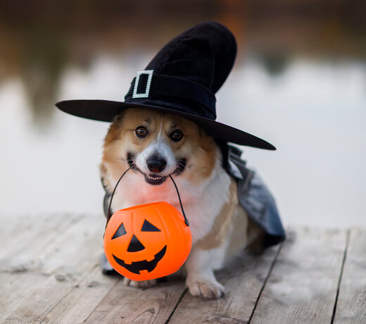Halloween 20% Off Sale