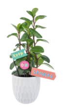PLANT PICKS - KEEP ON GROWING