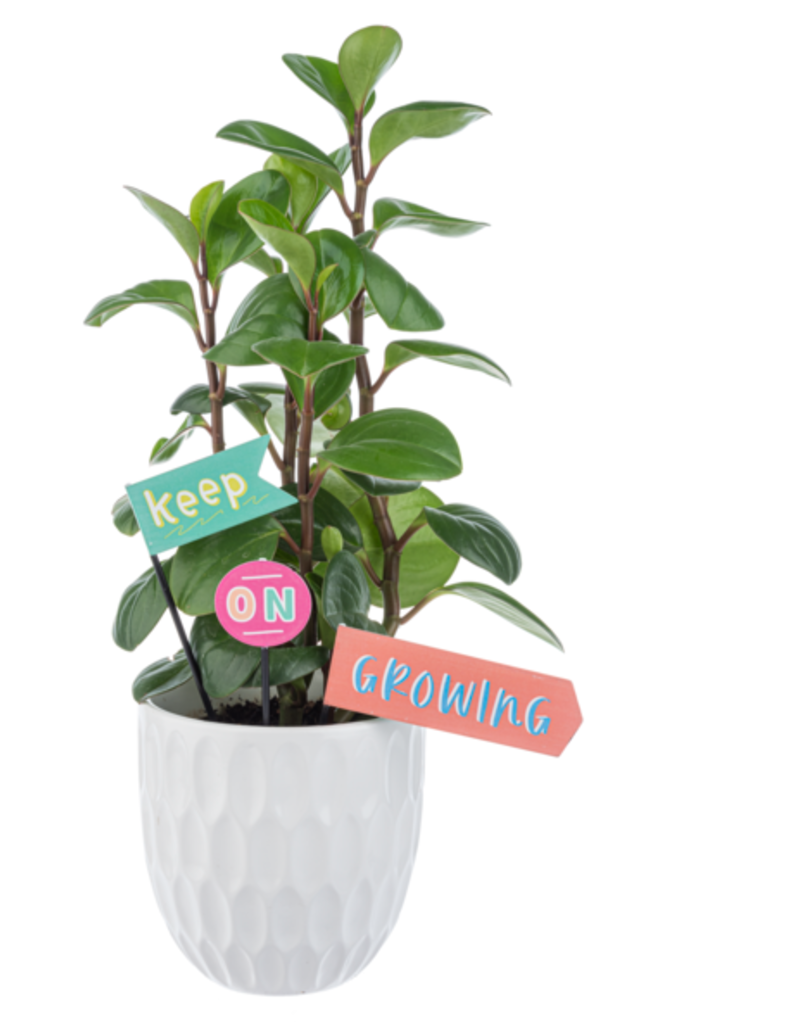 PLANT PICKS - KEEP ON GROWING