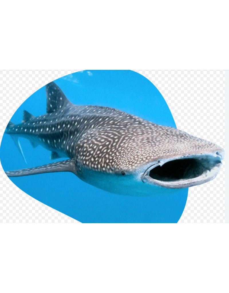 THE QUEST BRACELET - WHALE SHARK