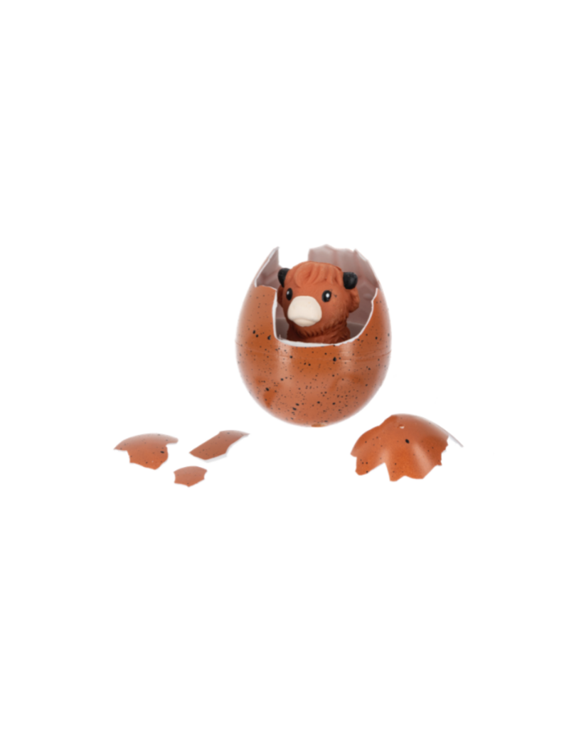 HATCHING HIGHLAND COWS
