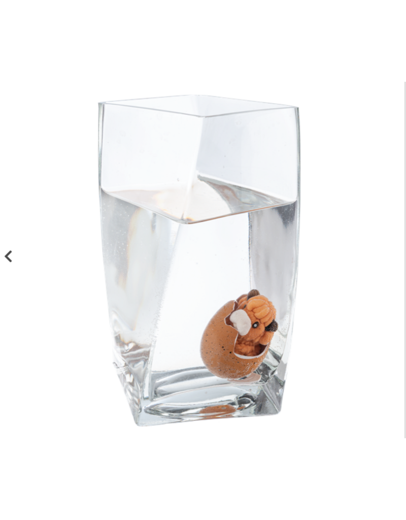 HATCHING HIGHLAND COWS