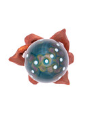Alex Ubatuba Surface Work Marbles #10