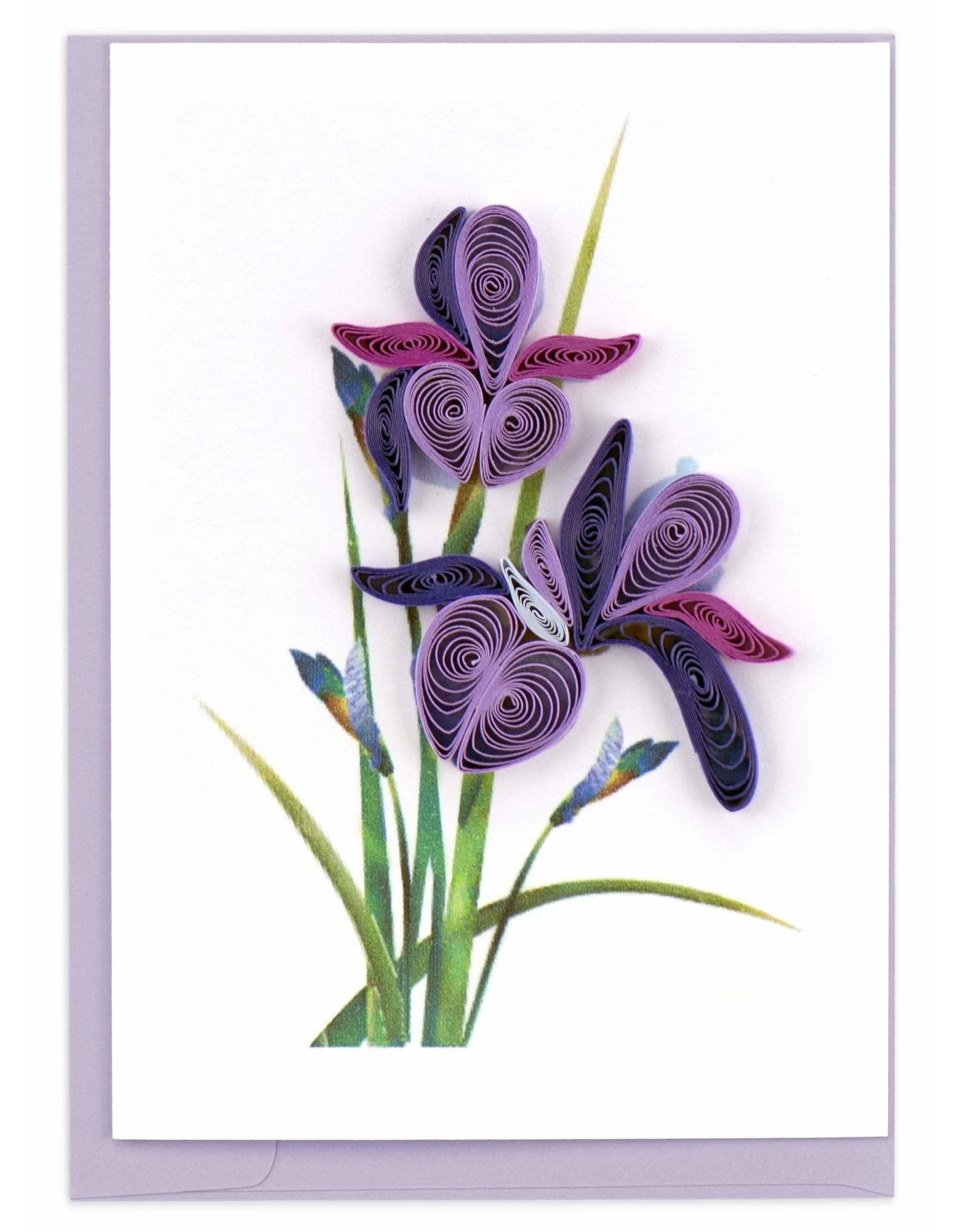 Trade roots Iris, Quill Gift Enclosure, Vietnam *