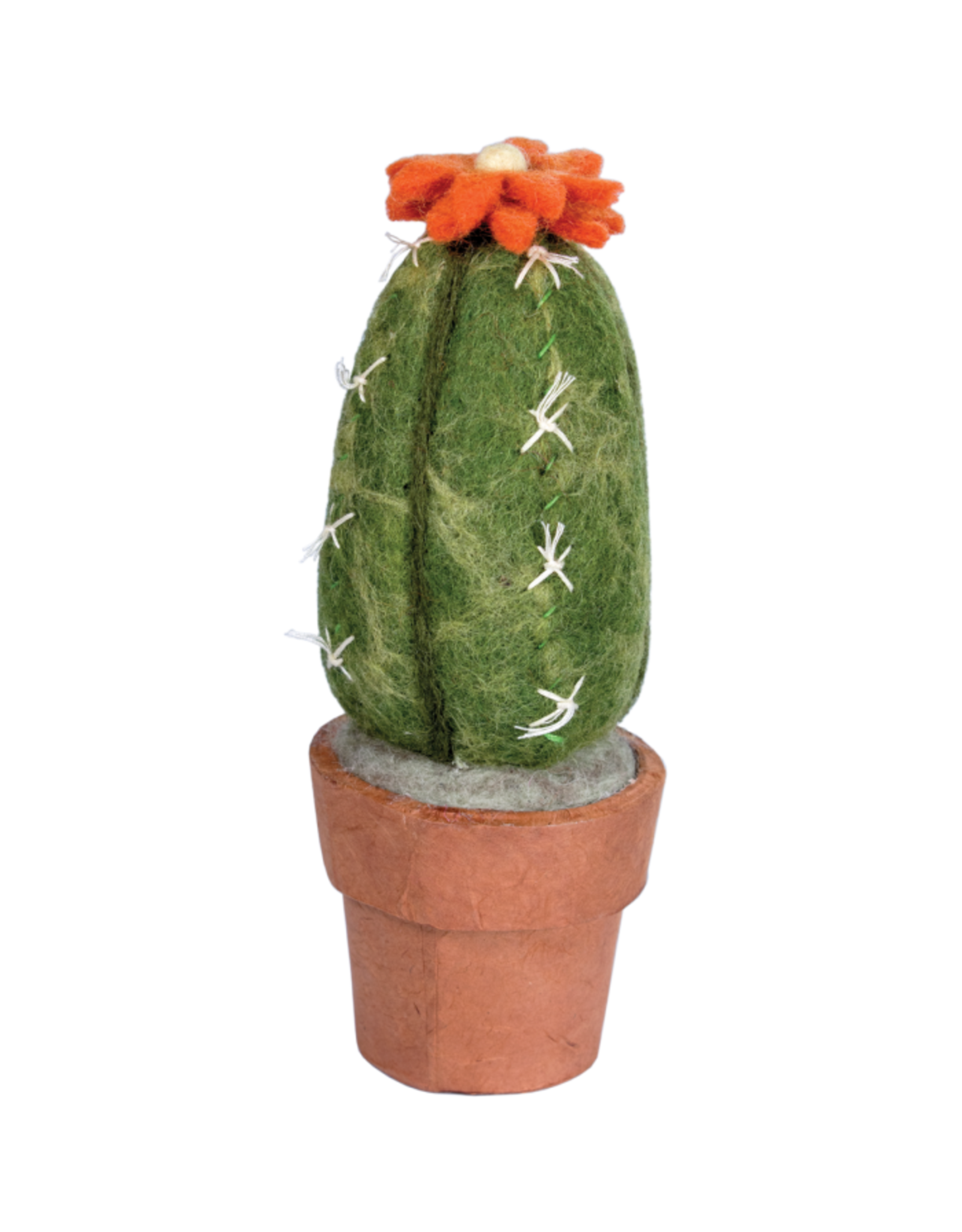 Trade roots Cactus Small San Pedro Cactus, Nepal