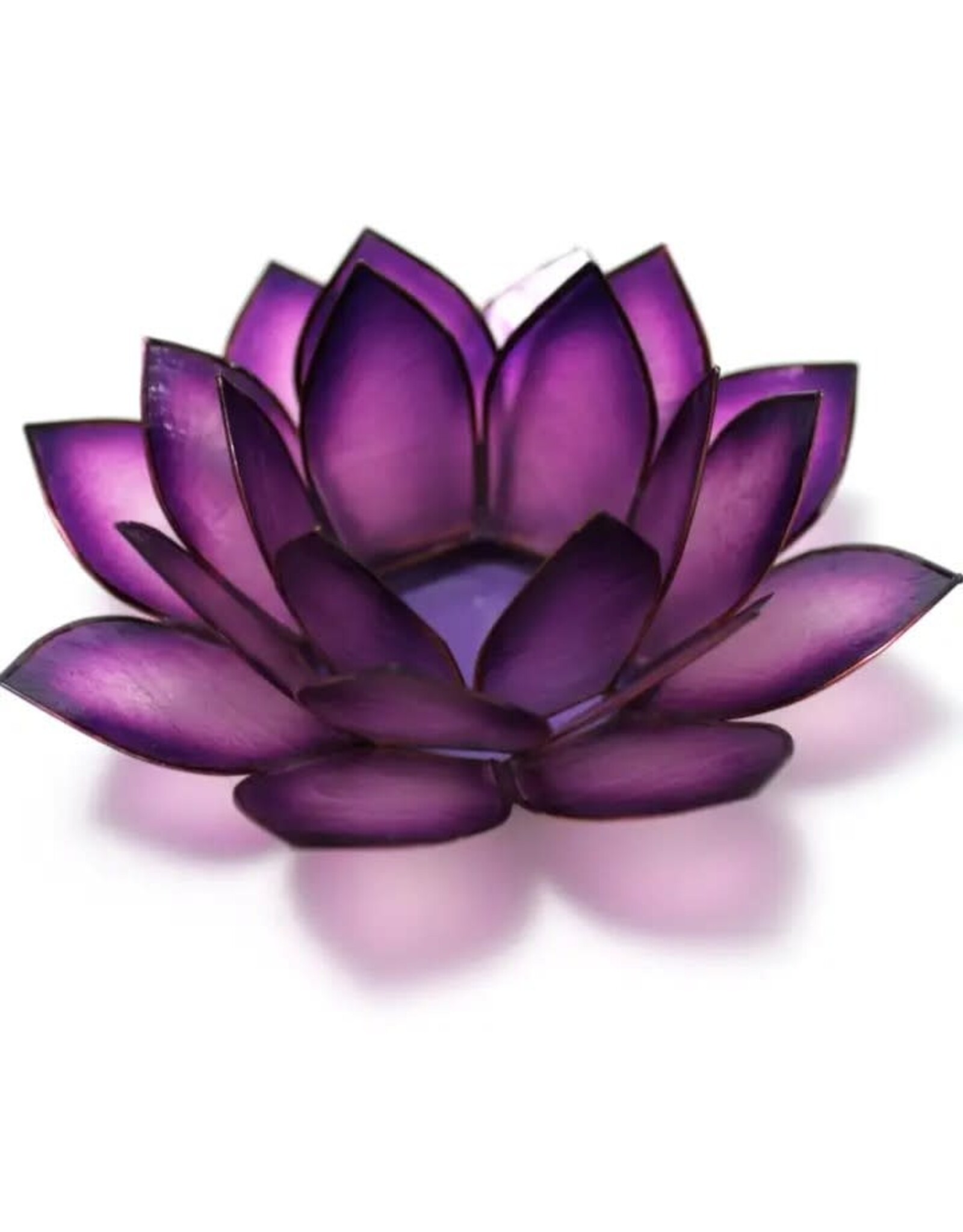 Passion Paradise Lotus Tlight