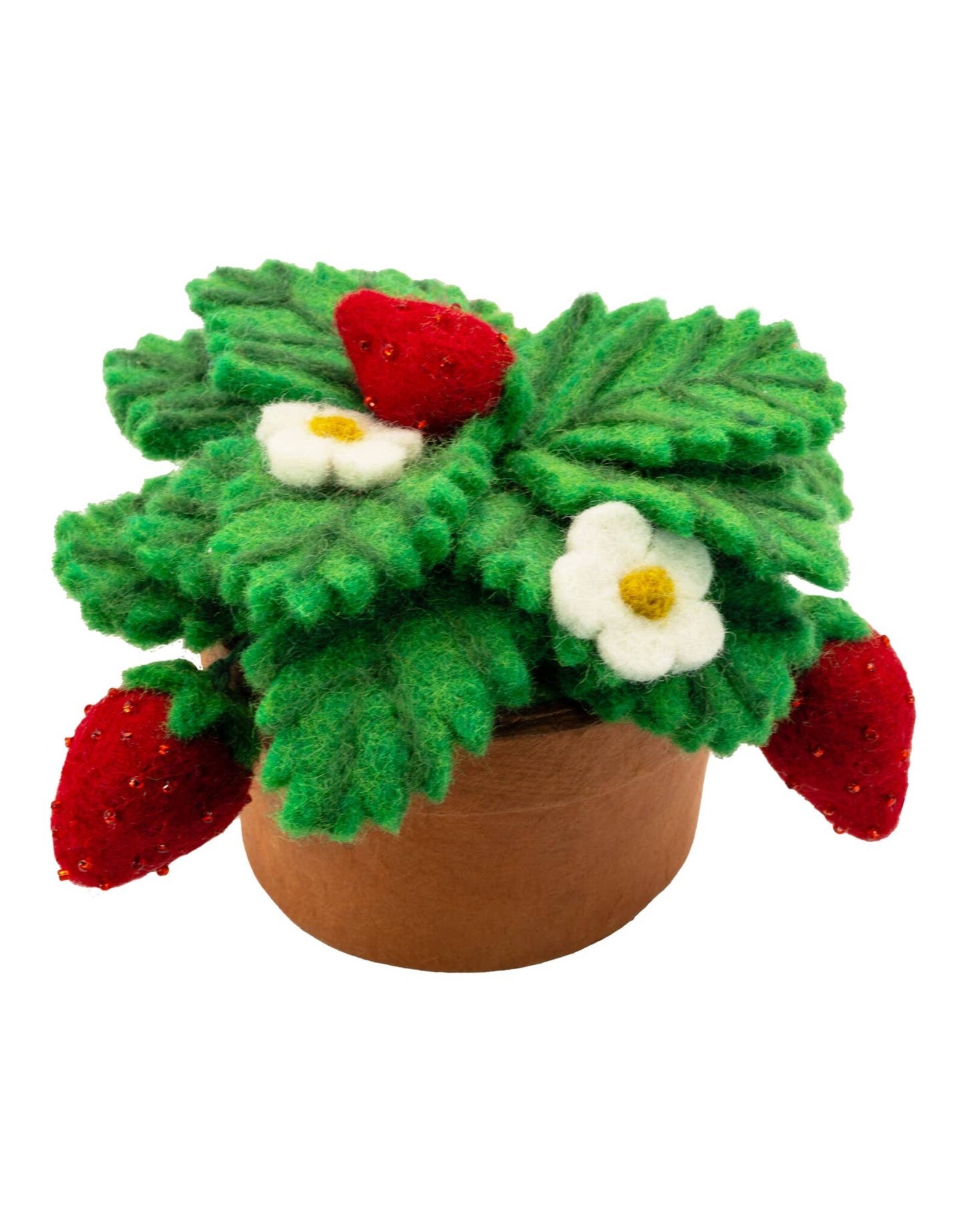 Felt Strawberry Plant, Nepal