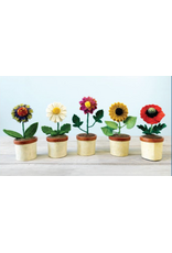 Potted Flowers, Nepal Potted Flowers, Nepal