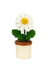 Trade roots Potted Flower Daisy, Nepal