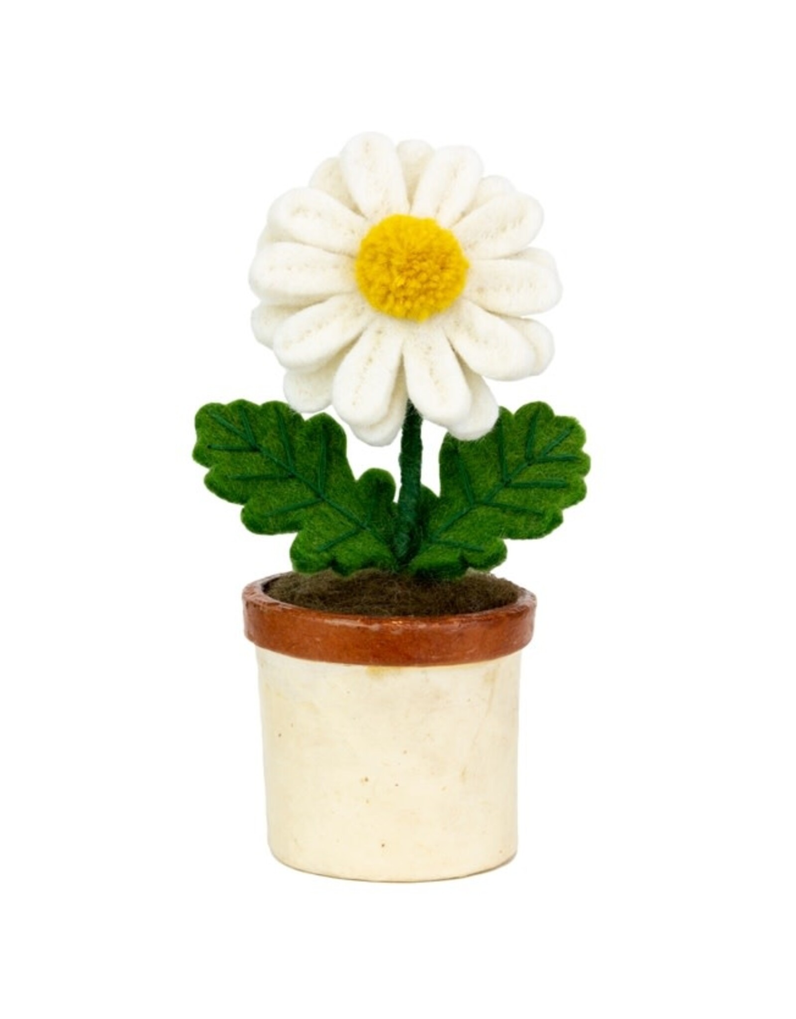 Trade roots Potted Flower Daisy, Nepal