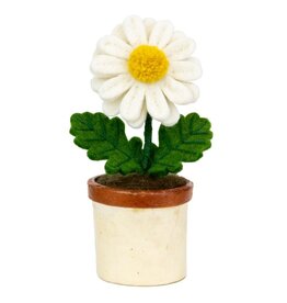 Trade roots Potted Flower Daisy, Nepal