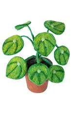 Potted Money Plant
