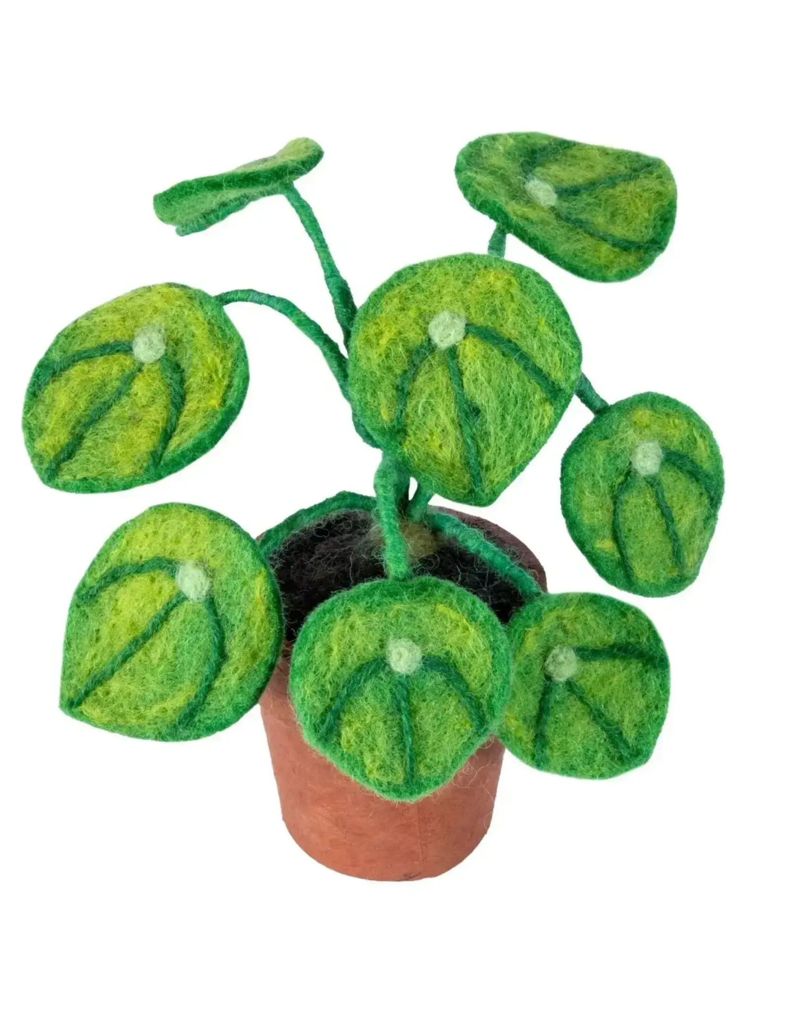 Potted Money Plant