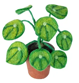 Potted Money Plant