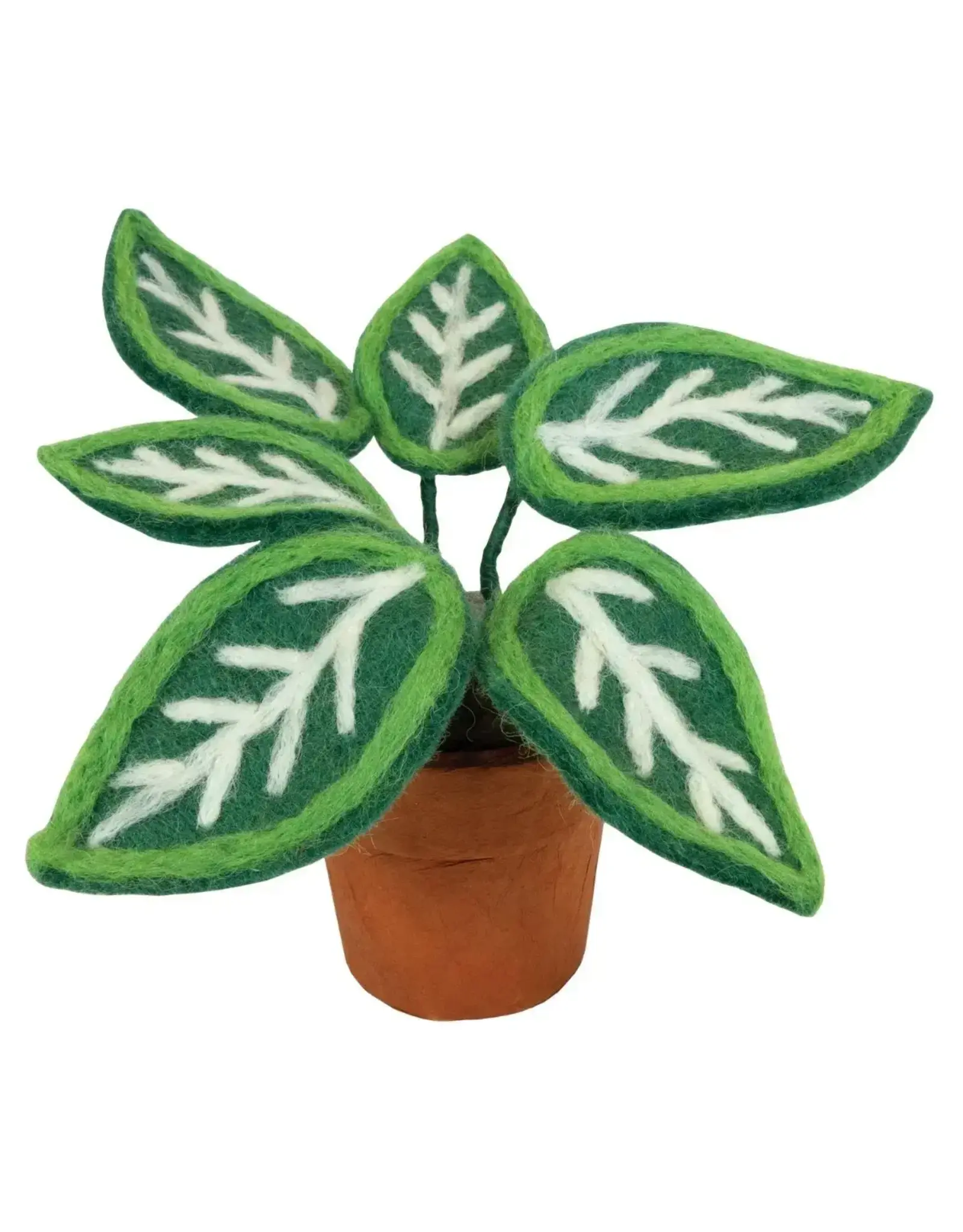 Zebra Felt Plant