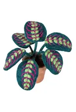 POTTED PLANT: PRAYER PLANT
