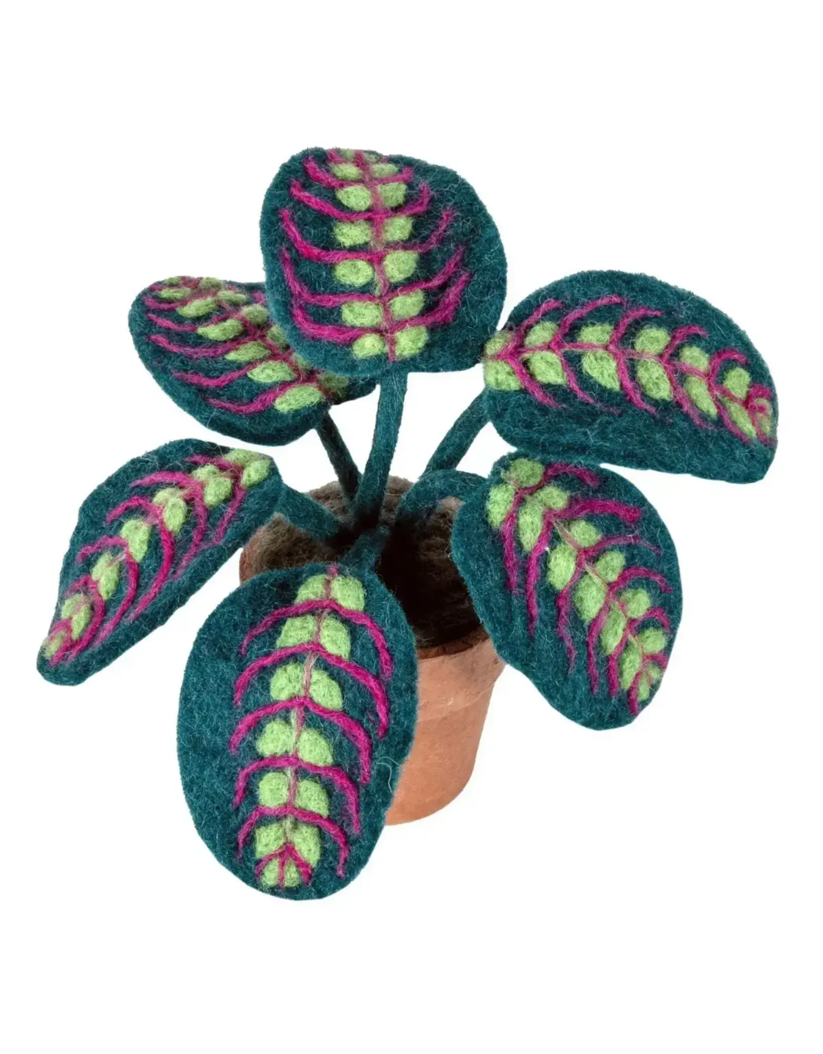 POTTED PLANT: PRAYER PLANT