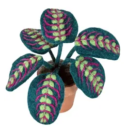 POTTED PLANT: PRAYER PLANT