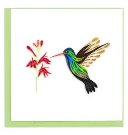 Broad-billed Hummingbird, Vietnam