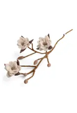 Magnolia Branch w/ White Flowers