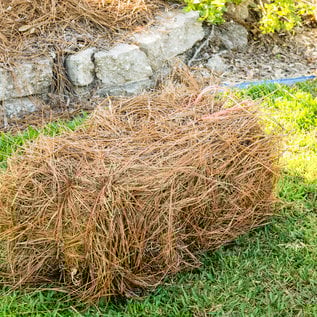 Pine Straw - Longleaf bales