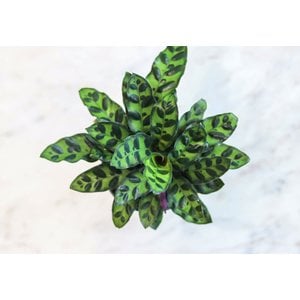 4" Calathea Lancifolia Rattlesnake