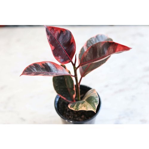 4" Ficus Decora Ruby