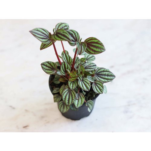 4" Peperomia Piccolo 4" Peperomia Piccolo