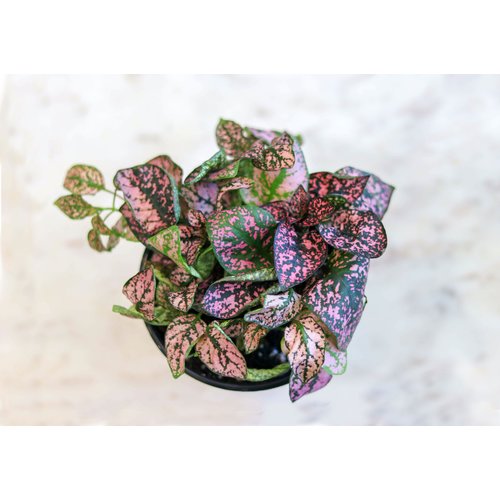 4" Hypoestes Splash 4" Hypoestes Splash