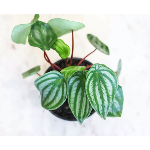 4" Peperomia Watermelon 4" Peperomia Watermelon