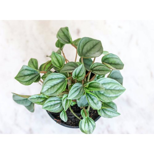 4" Peperomia Napoli