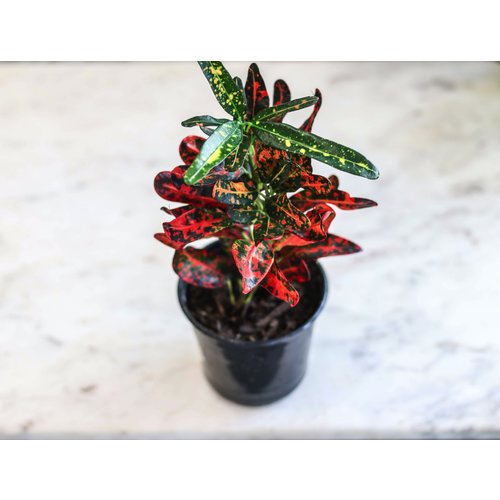 4" Croton Batik 4" Croton Batik