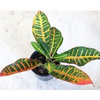 4" Croton Petra