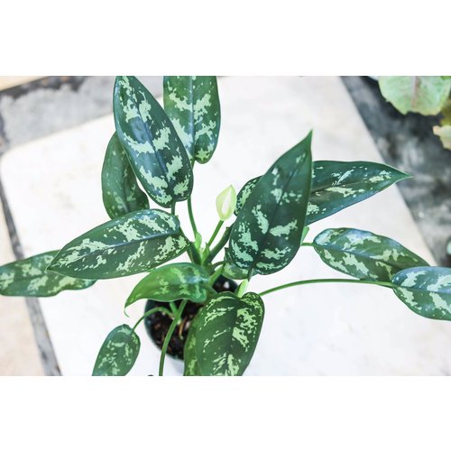 4" Aglaonema Hybrid 4" Aglaonema Hybrid
