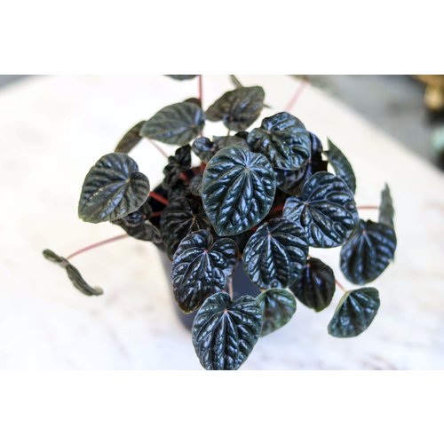 4" Peperomia Ripple ASST. 4" Peperomia Ripple ASST.