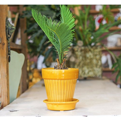 Simona 14cm Pot & Saucer Yellow Amber Simona 14cm Pot & Saucer Yellow Amber