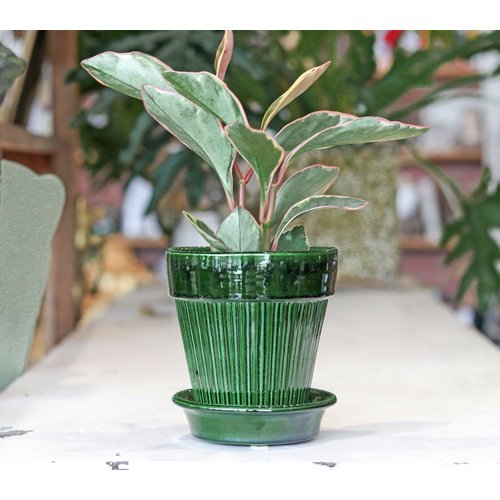 Simona 14cm Pot & Saucer Green Emerald Simona 14cm Pot & Saucer Green Emerald