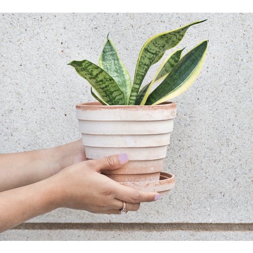 4" Sanseveria Asst. 4" Sanseveria Asst.